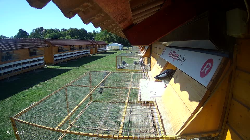 Pigeon Arrival Image For Race Final Race 1/3