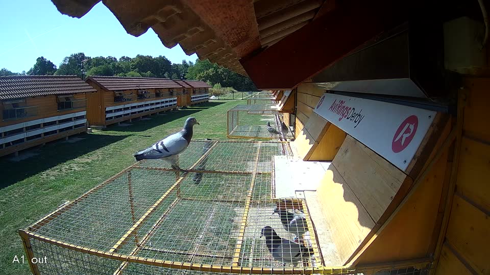 Pigeon Arrival Image For Race Race 5