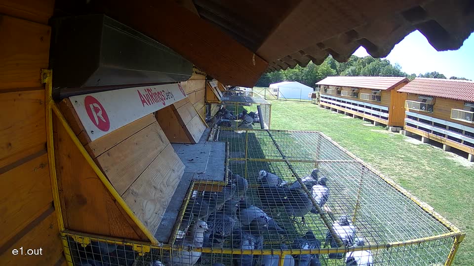 Pigeon Arrival Image For Race Final Race 1/3