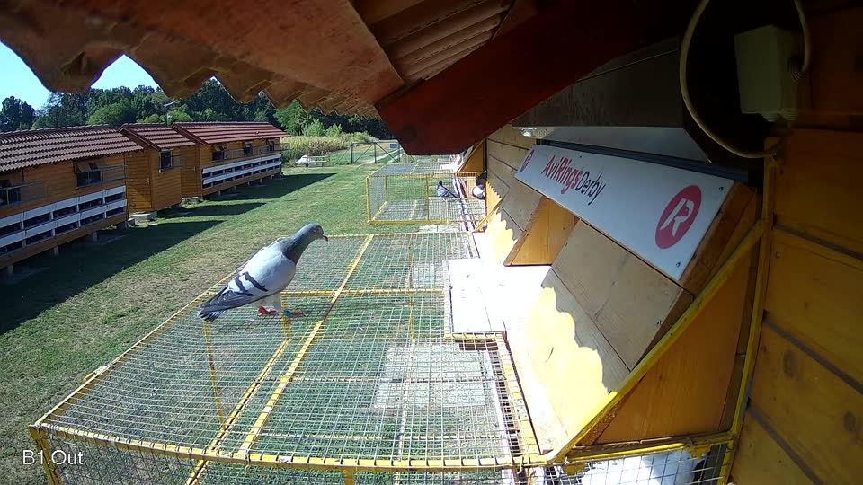 Pigeon Arrival Image For Race Race 2