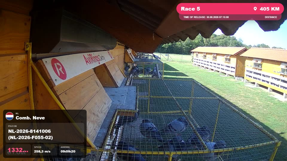 Pigeon Arrival Image For Race Race 5