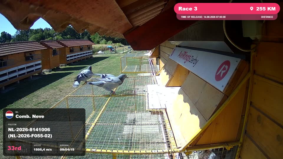 Pigeon Arrival Image For Race Race 3
