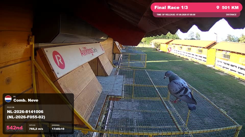 Pigeon Arrival Image For Race Final Race 1/3