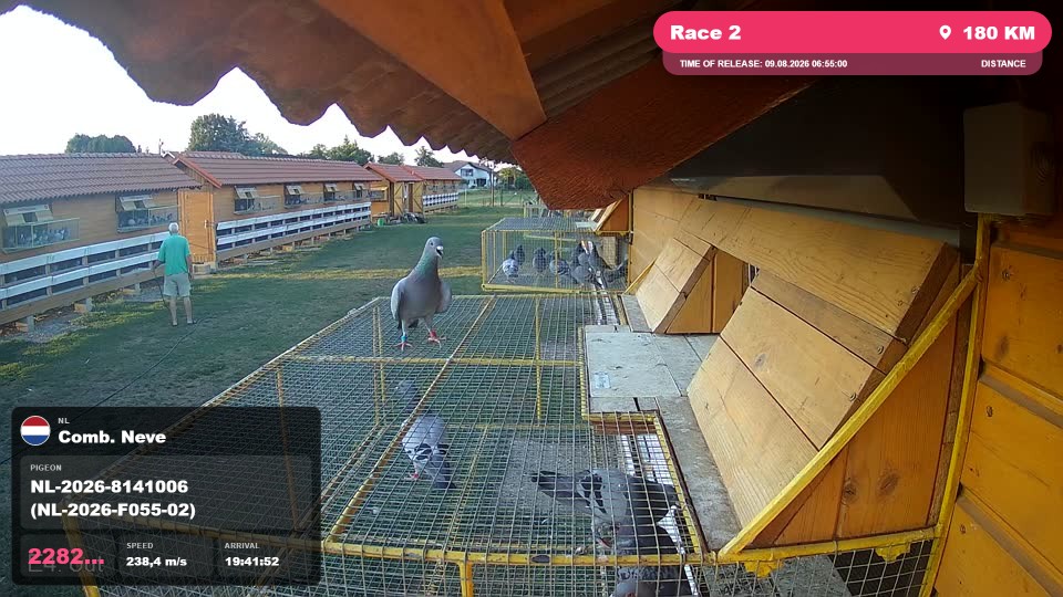 Pigeon Arrival Image For Race Race 2