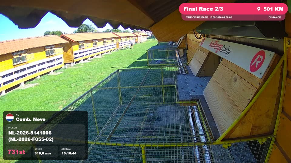 Pigeon Arrival Image For Race Final Race 2/3