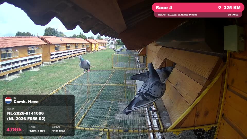Pigeon Arrival Image For Race Race 4