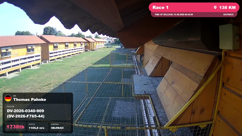 Pigeon Arrival Image For Race Race 1