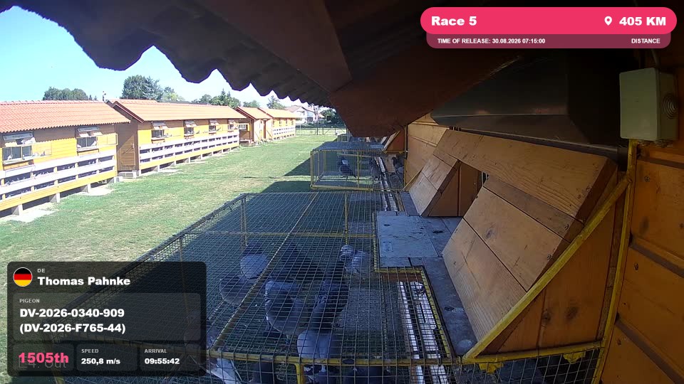 Pigeon Arrival Image For Race Race 5