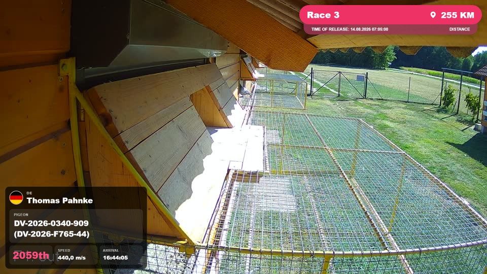 Pigeon Arrival Image For Race Race 3