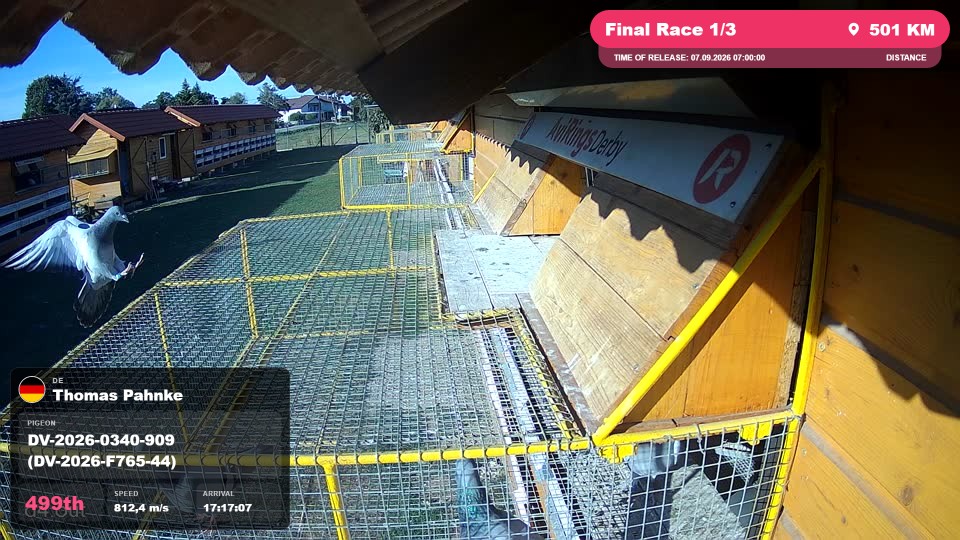 Pigeon Arrival Image For Race Final Race 1/3