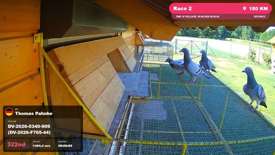 Pigeon Arrival Image For Race Race 2