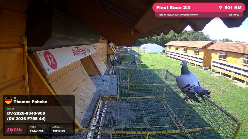 Pigeon Arrival Image For Race Final Race 2/3