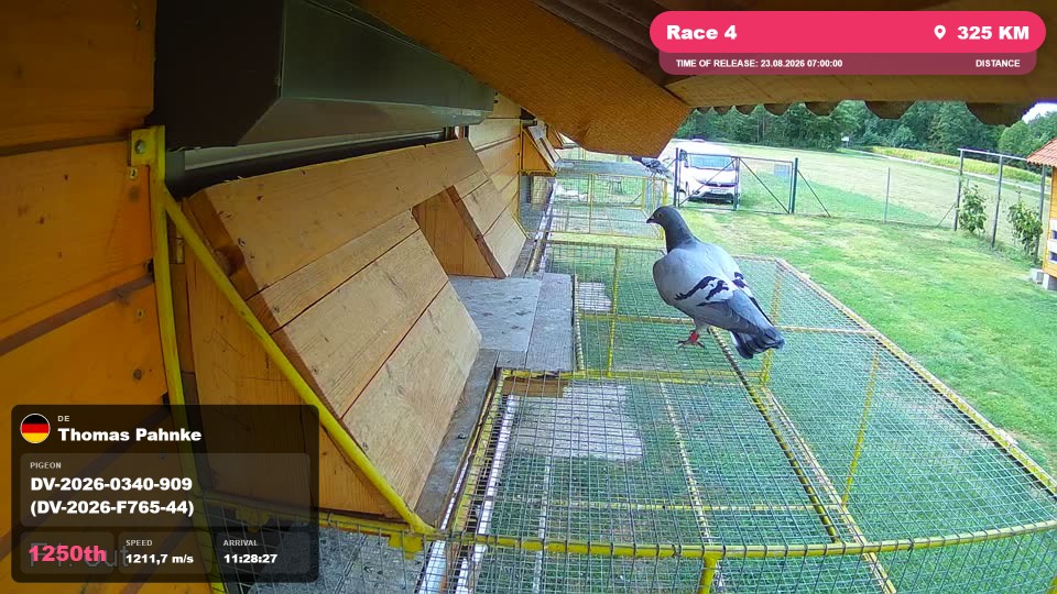 Pigeon Arrival Image For Race Race 4