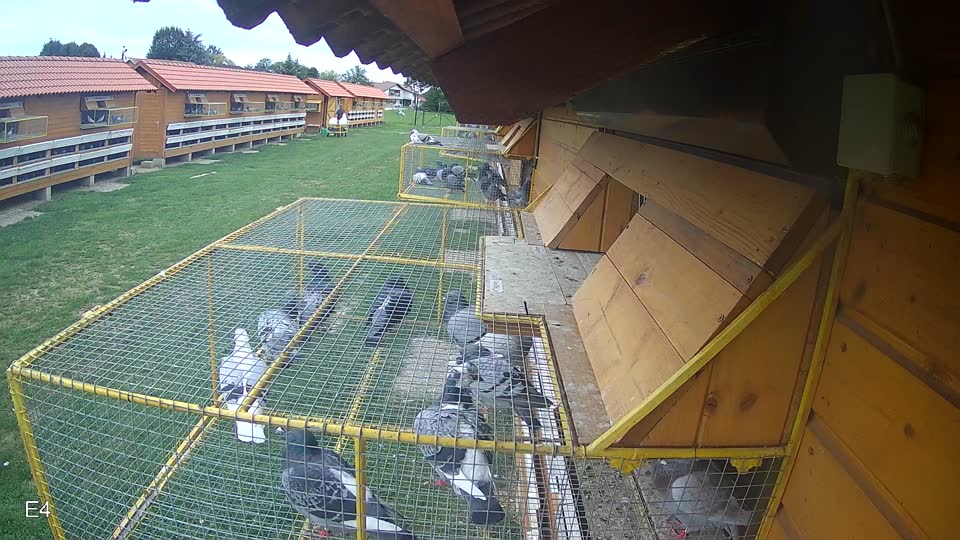 Pigeon Arrival Image For Race Race 6