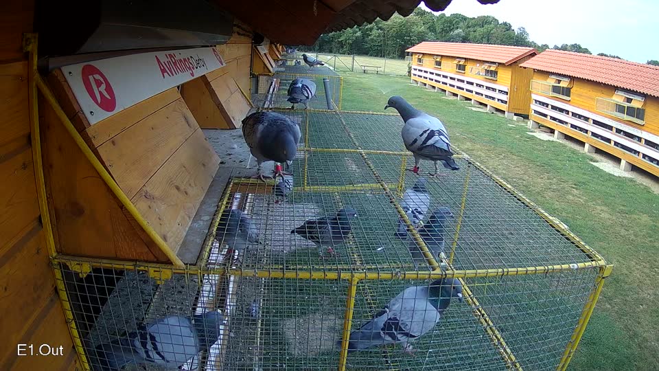 Pigeon Arrival Image For Race Race 4