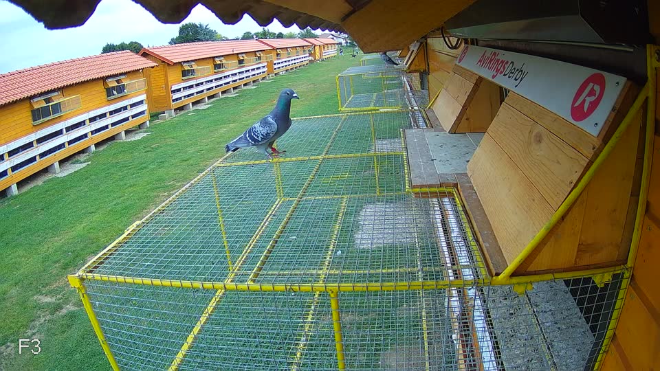 Pigeon Arrival Image For Race Race 3