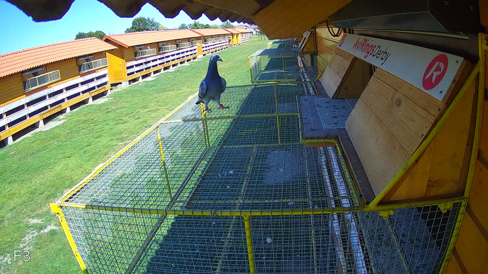 Pigeon Arrival Image For Race Race 5