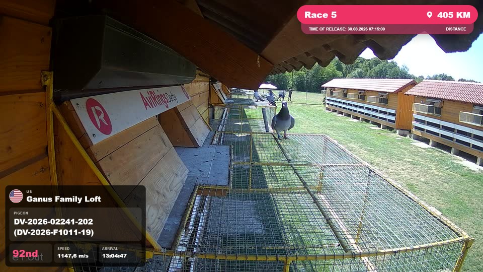 Pigeon Arrival Image For Race Race 5