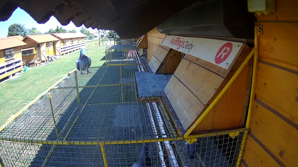 Pigeon Arrival Image For Race Race 3