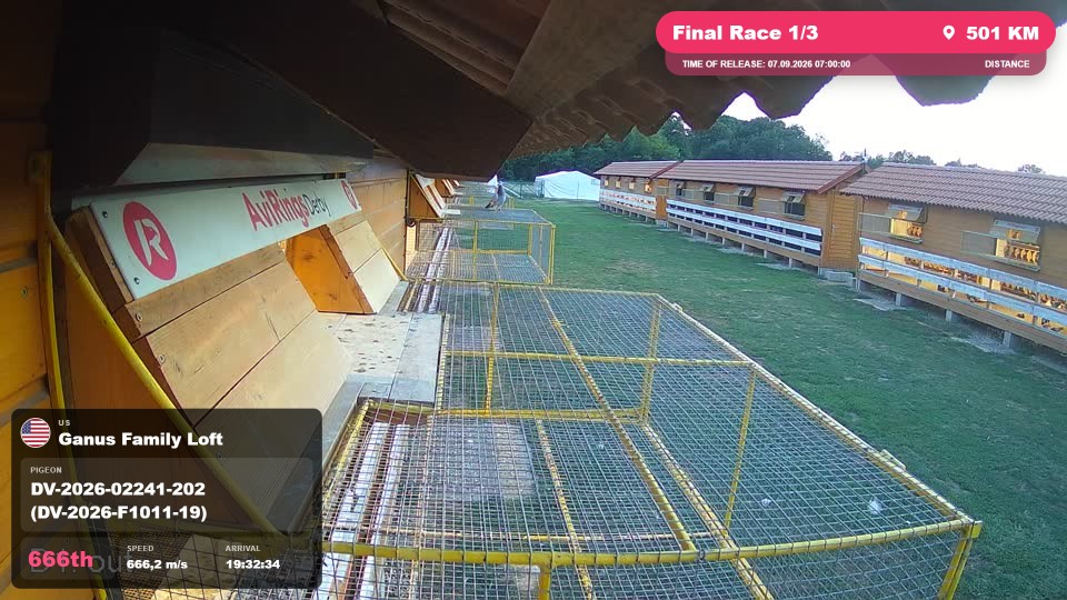 Pigeon Arrival Image For Race Final Race 1/3