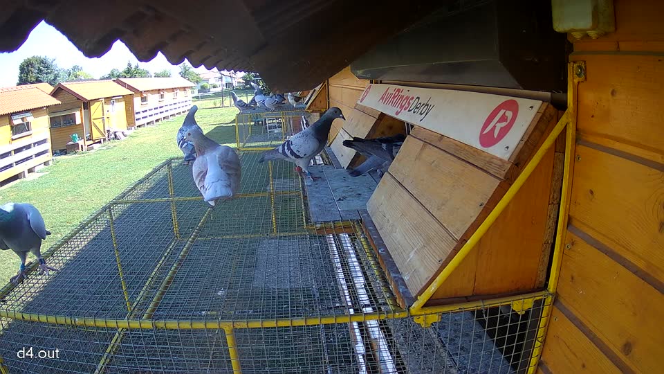 Pigeon Arrival Image For Race Race 2