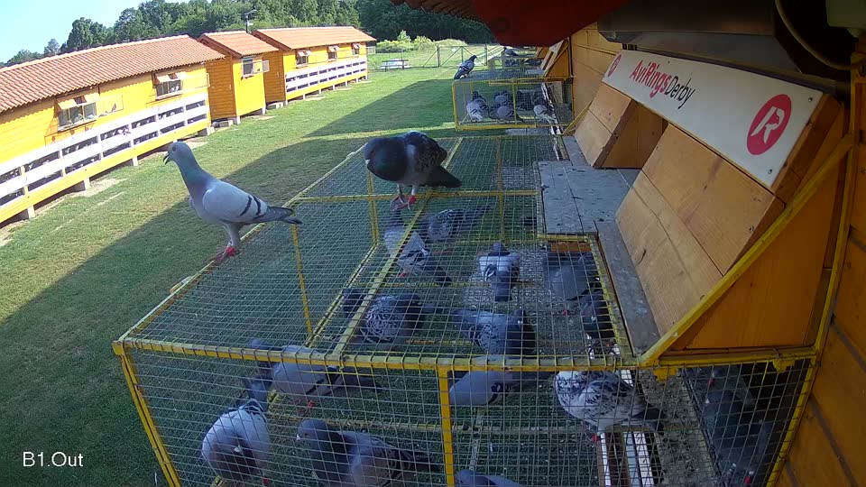Pigeon Arrival Image For Race Race 3