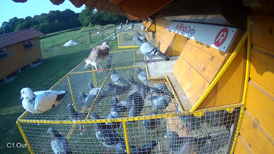 Pigeon Arrival Image For Race Race 4
