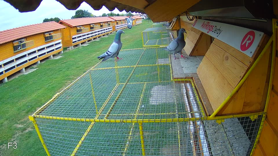 Pigeon Arrival Image For Race Race 3