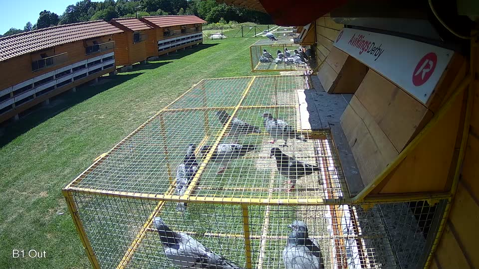 Pigeon Arrival Image For Race Race 2