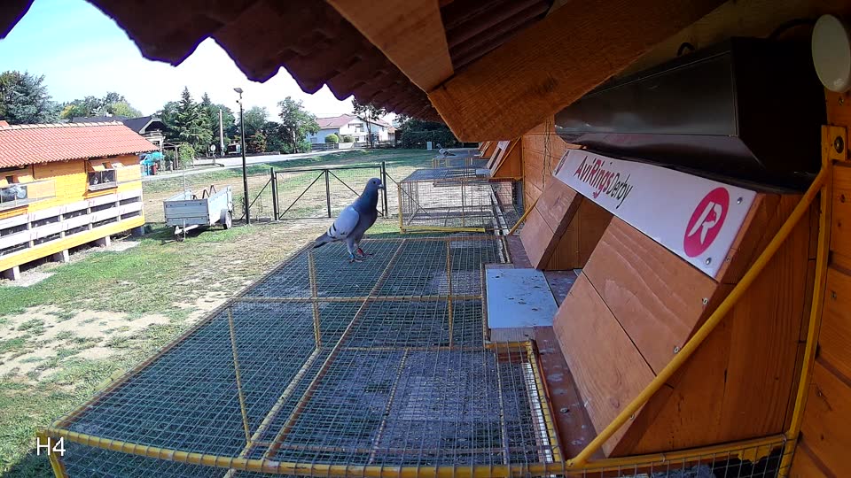 Pigeon Arrival Image For Race Race 1