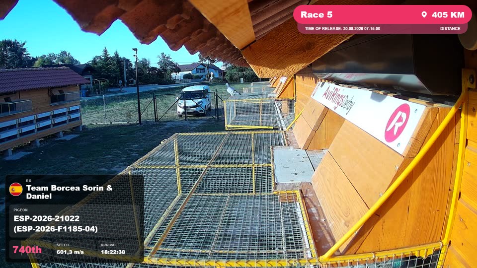 Pigeon Arrival Image For Race Race 5