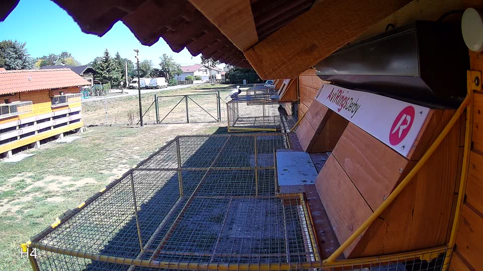 Pigeon Arrival Image For Race Race 3