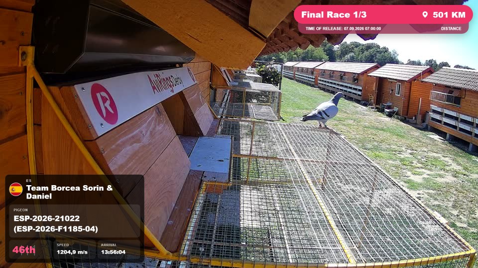 Pigeon Arrival Image For Race Final Race 1/3