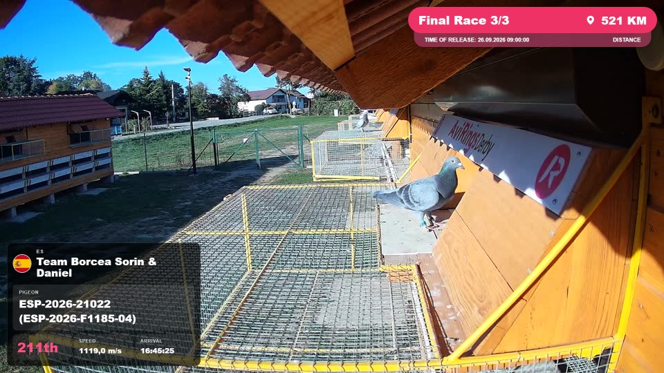 Pigeon Arrival Image For Race Final Race 3/3