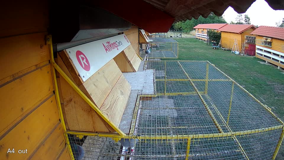 Pigeon Arrival Image For Race Race 2