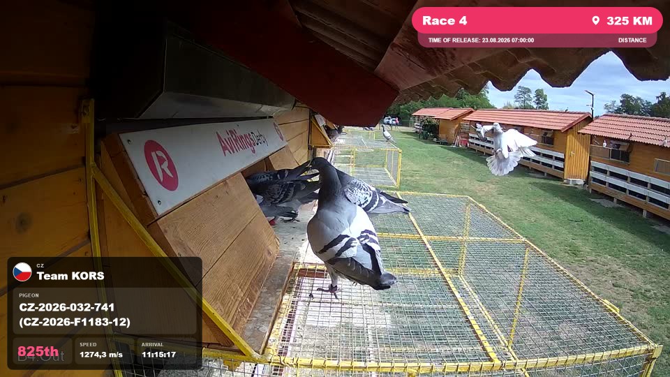 Pigeon Arrival Image For Race Race 4