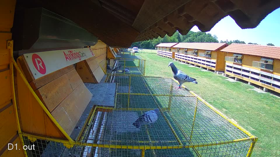 Pigeon Arrival Image For Race Race 1