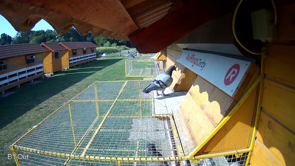 Pigeon Arrival Image For Race Race 1