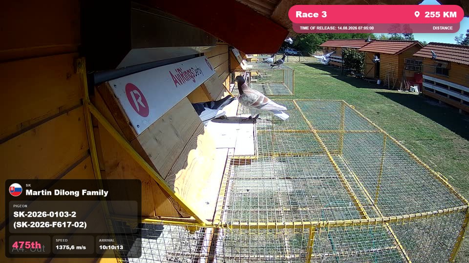 Pigeon Arrival Image For Race Race 3