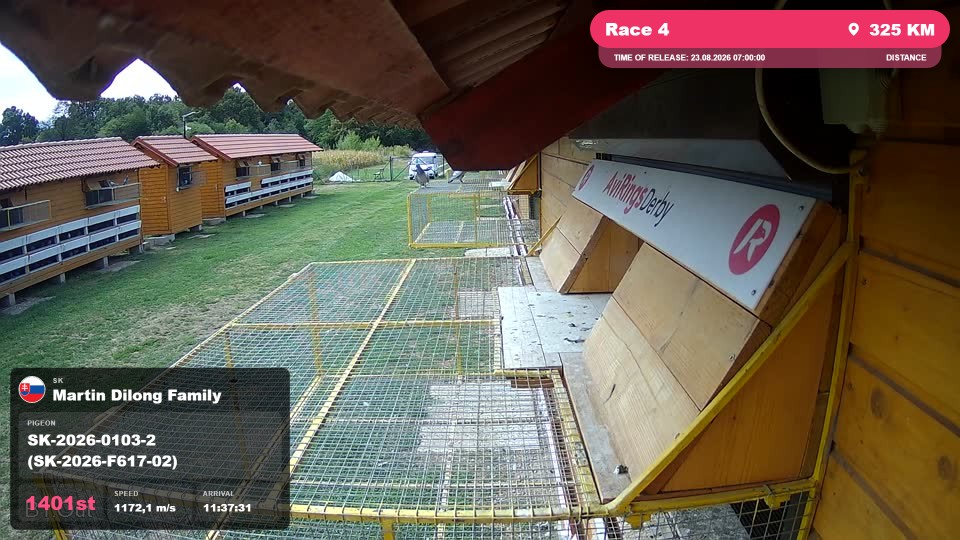 Pigeon Arrival Image For Race Race 4