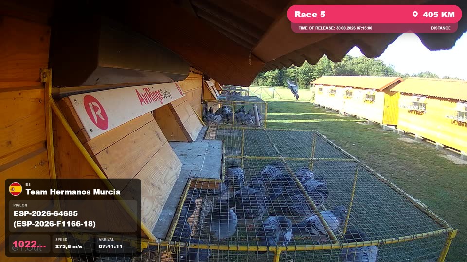 Pigeon Arrival Image For Race Race 5