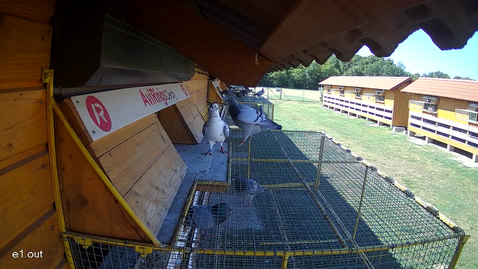 Pigeon Arrival Image For Race Race 3