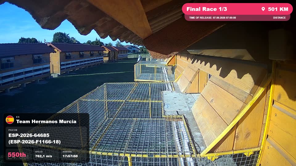 Pigeon Arrival Image For Race Final Race 1/3