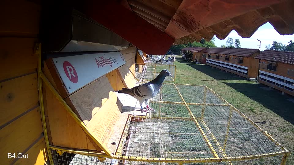 Pigeon Arrival Image For Race Race 2