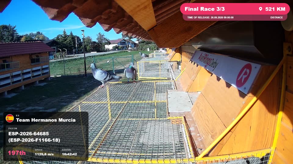 Pigeon Arrival Image For Race Final Race 3/3