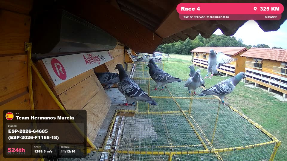 Pigeon Arrival Image For Race Race 4