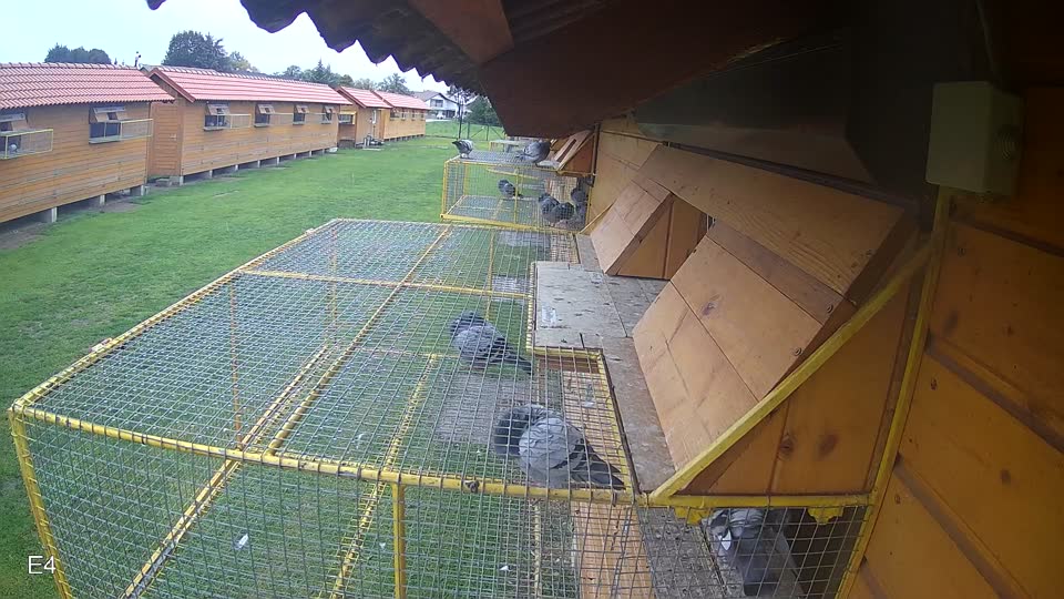 Pigeon Arrival Image For Race Final race 3