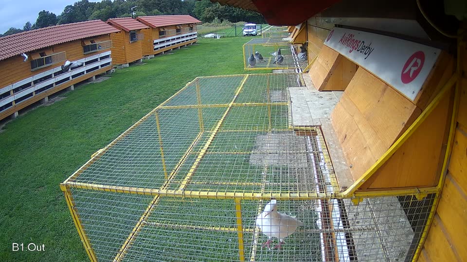 Pigeon Arrival Image For Race Final race 2