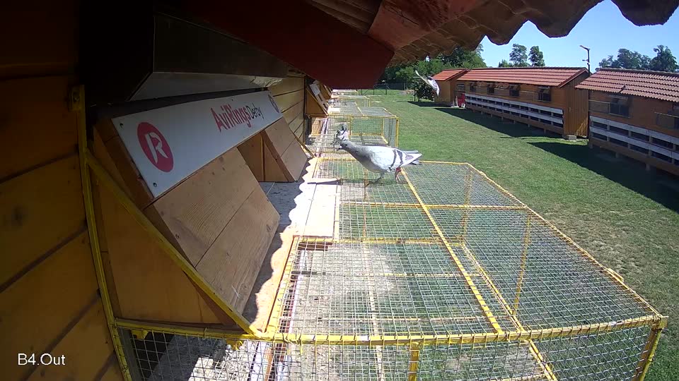 Pigeon Arrival Image For Race Race 2