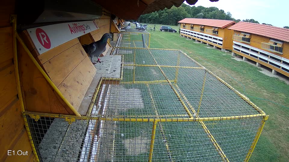 Pigeon Arrival Image For Race Race 3